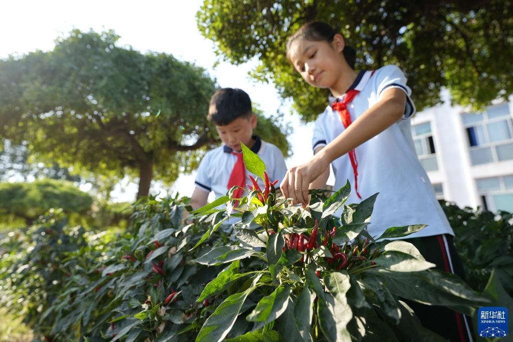 pt电游